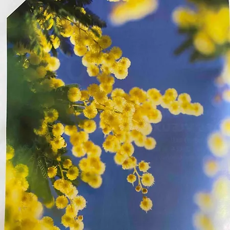 Les Jardins De Diana Mandelieu
